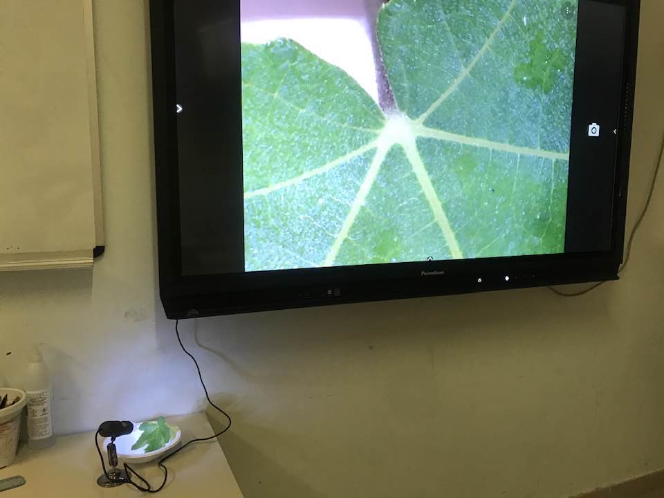 Microscopio 2